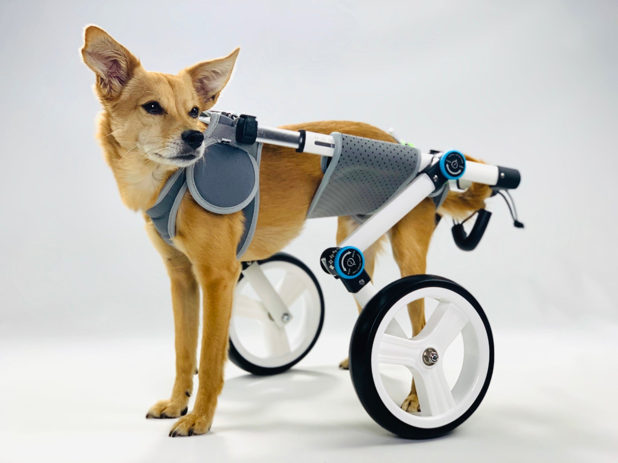 what is a dog wheelchair