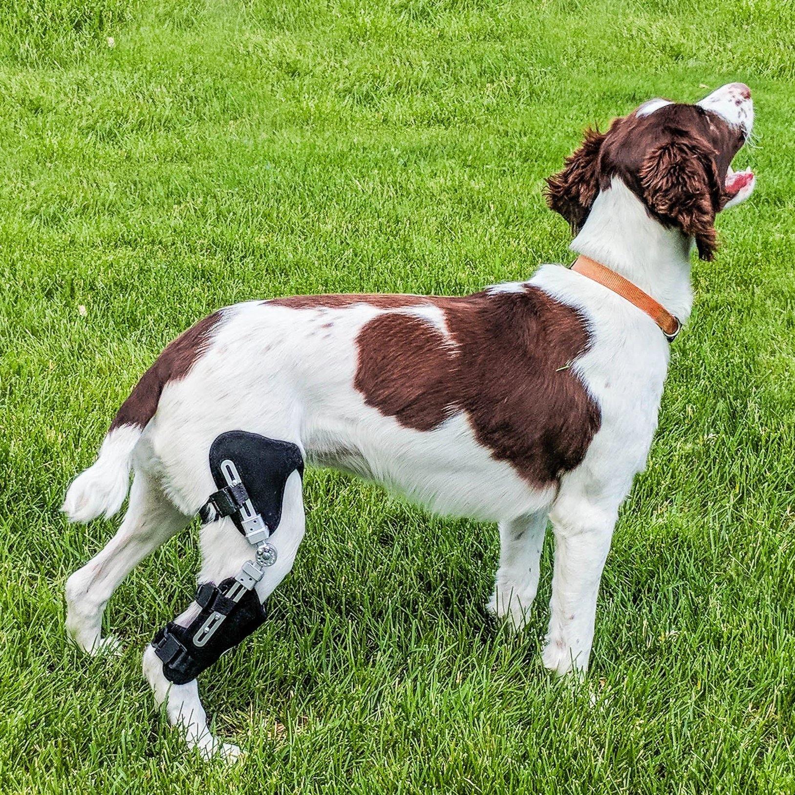 rear dog leg brace