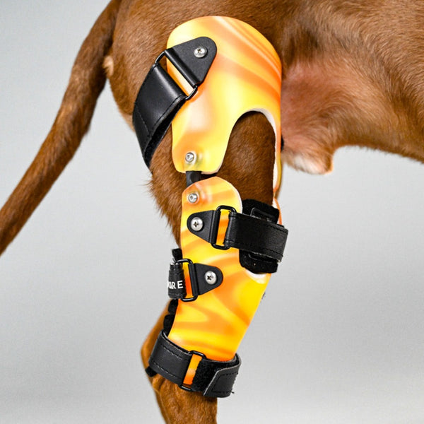 Dog Injury Braces - Animal Ortho Care