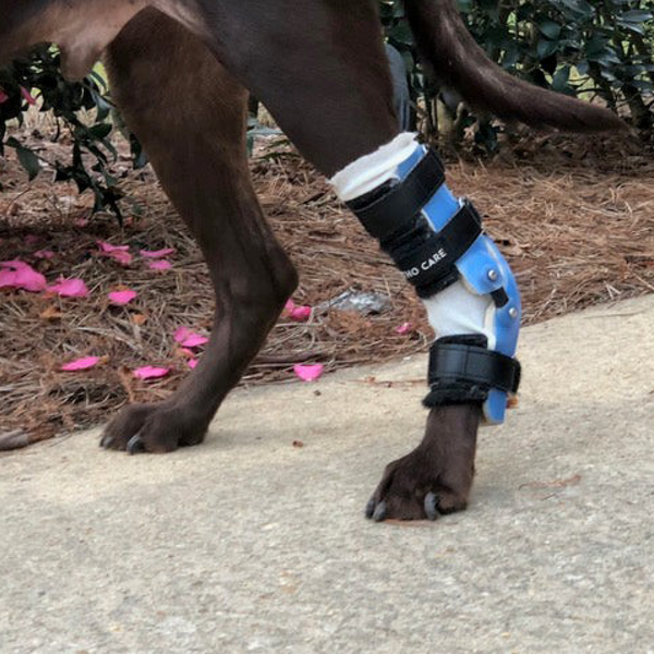 Custom Hock (Ankle) Brace | Dog Tarsal - Rear Leg Brace - Animal Ortho Care