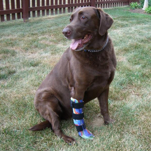 Custom Dog Wrist Brace | Carpal Dog Front Leg Brace - Animal Ortho Care