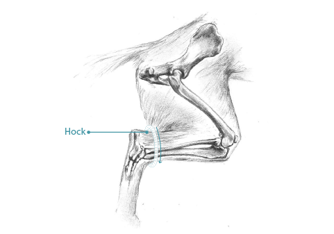 Illustration of the raised area of the ankle that is measured for hock circumference.