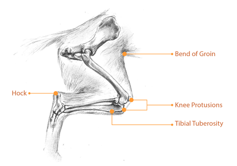 Docbraces - Hinged Knee Brace for Knee Pain, Adjustable Compression Kn –  KOL PET