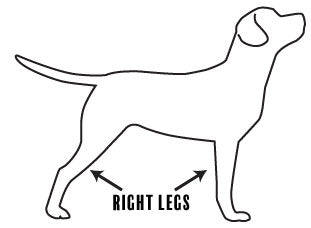 Side-view illustration of dog with right legs illustrated