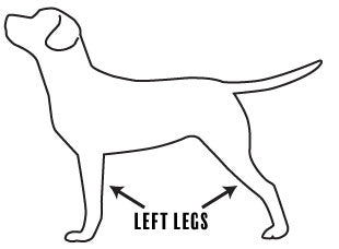 Side-view illustration of dog with left legs labled