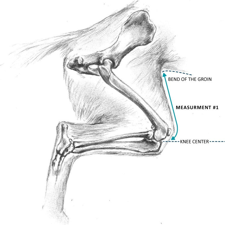 Illustration of the space between knee center and bend of groin that serves as thigh length measurement