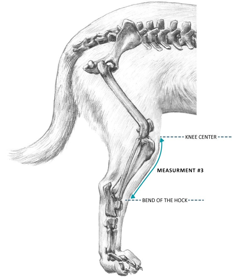 Illustration of space between knee center to area just above hock (raised part of ankle) used to measure tibia length