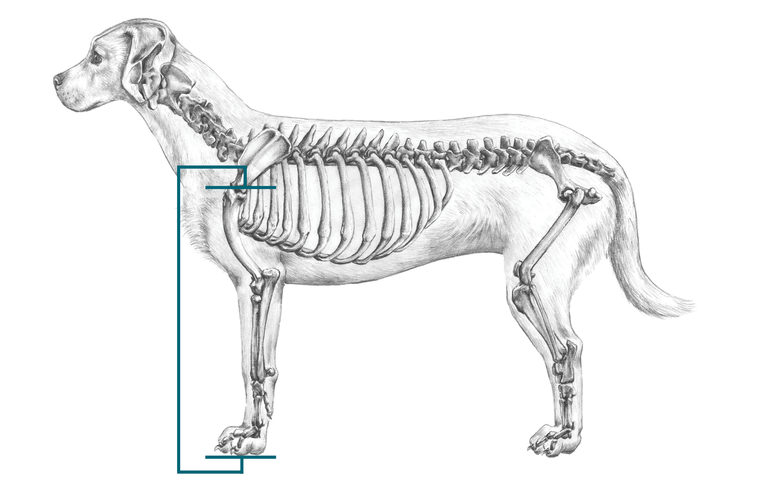 Illustration showing span between base of front foot and top of shoulders that is measured to determine dog height