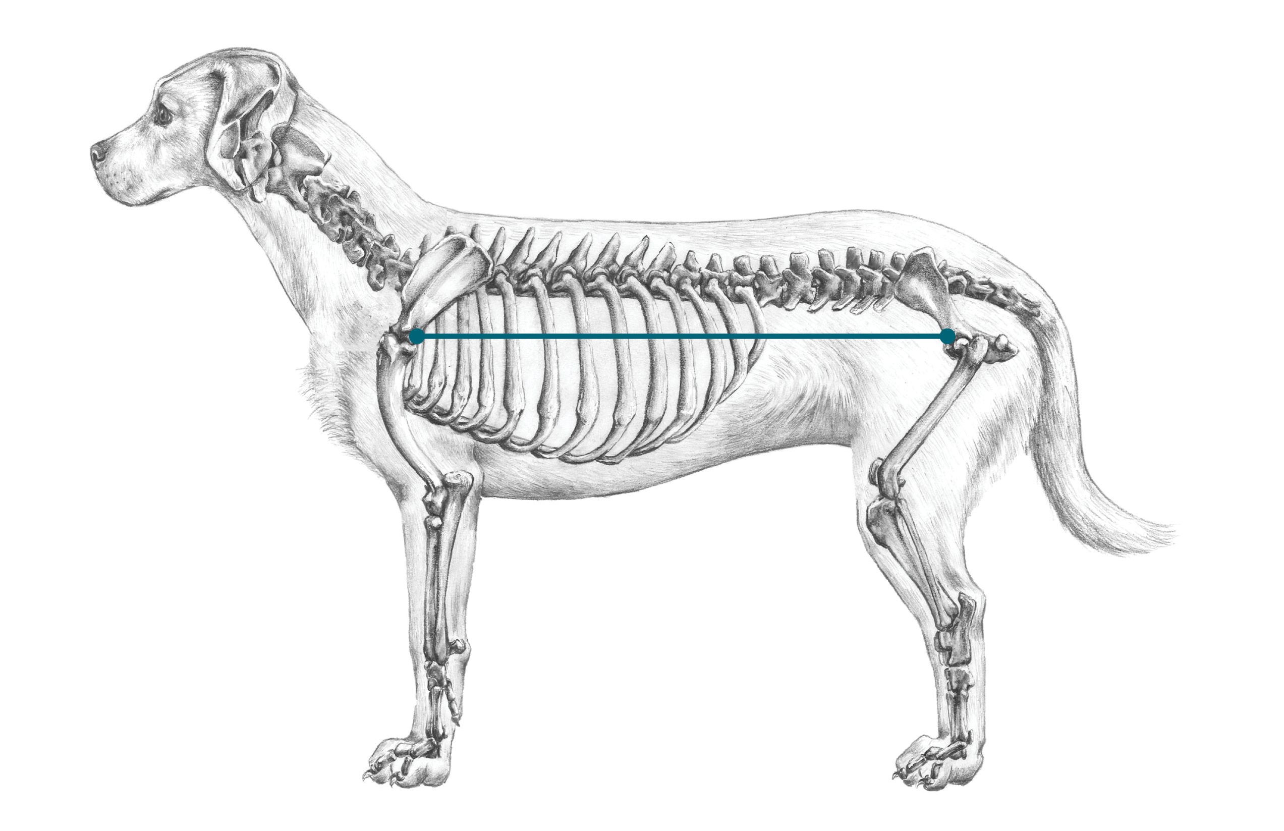 Illustration showing span from base of the tail to middle of the shoulder along dog's side. used to measure dog length