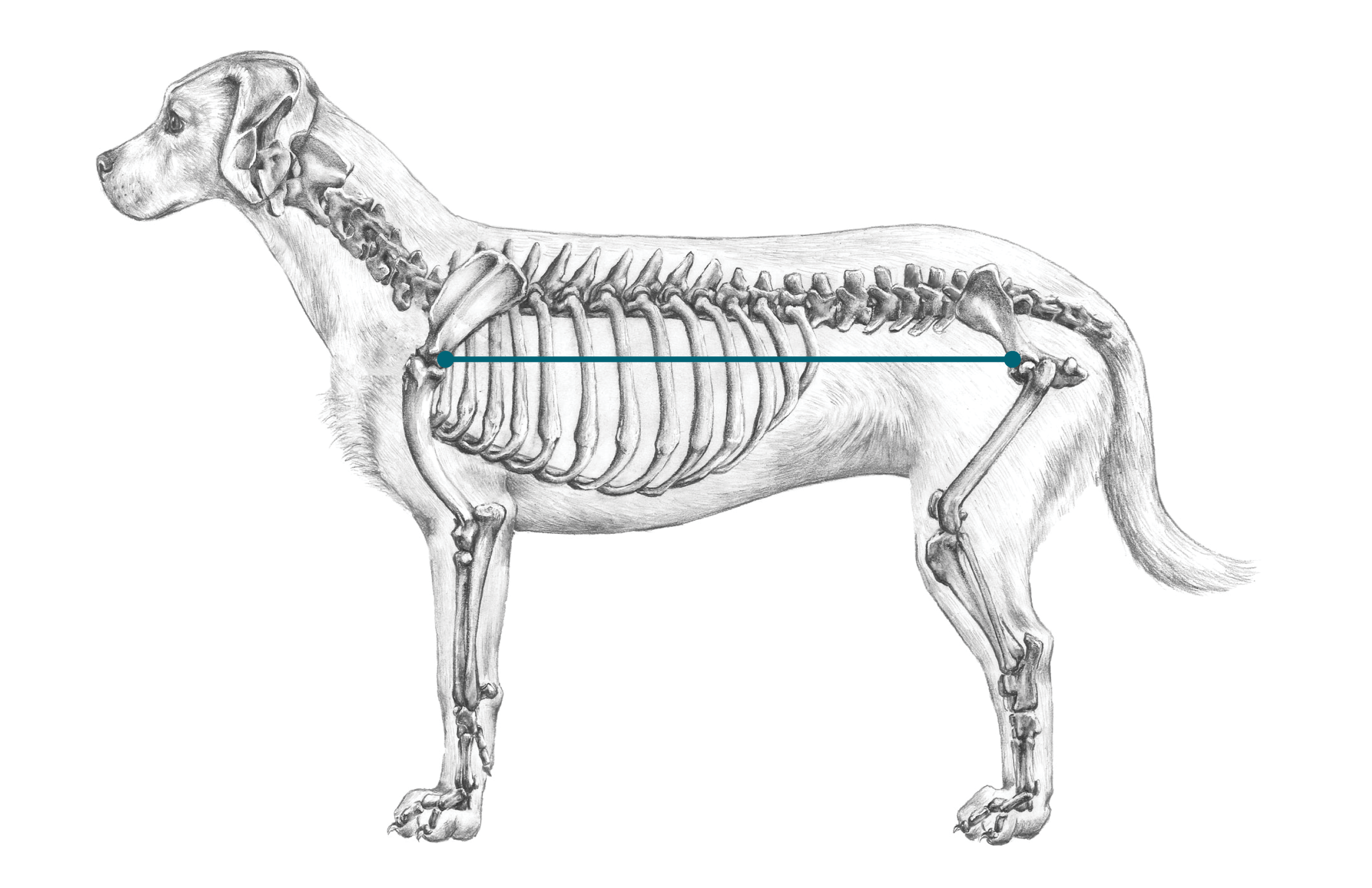 Illustration showing span from base of the tail to middle of the shoulder along dog's side, used to measure dog length