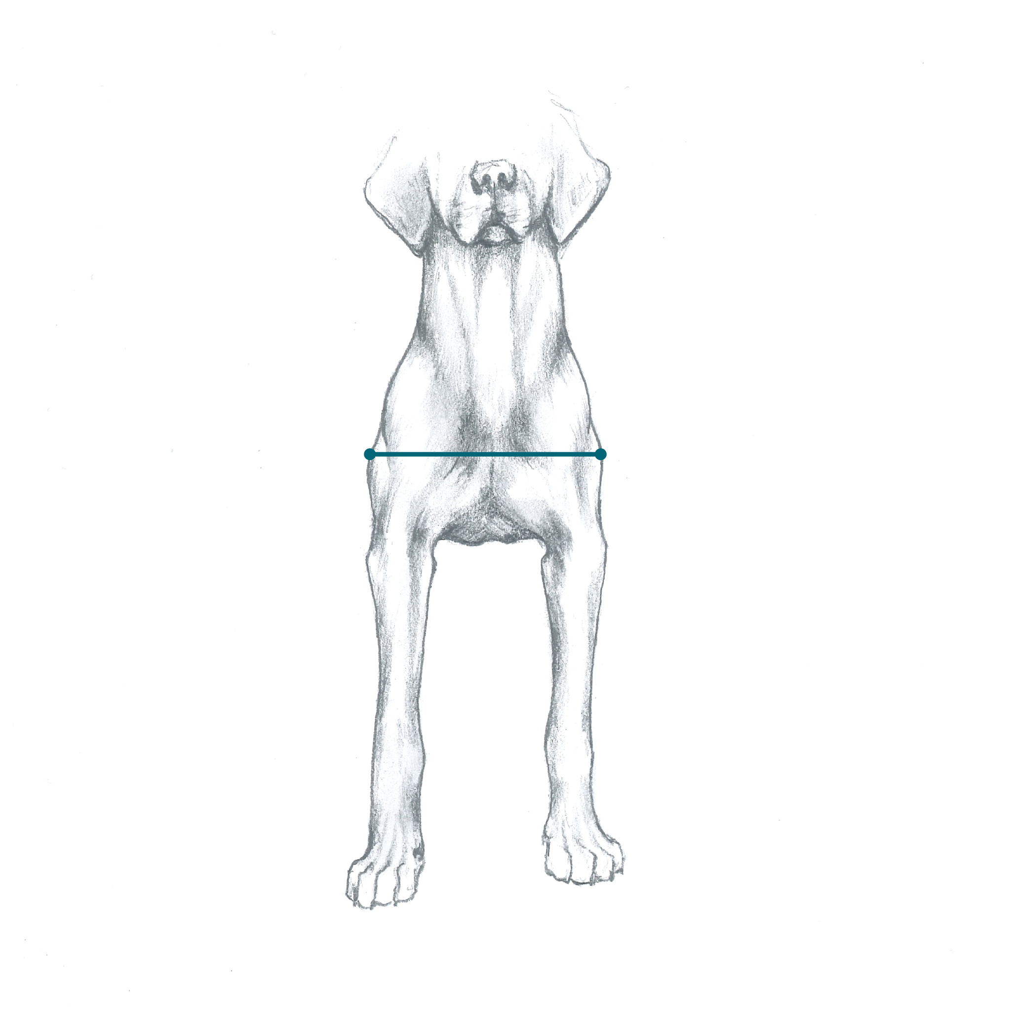 Illustration showing span between dog's shoulders/widest area of dog's body. which is measured to determine dog width