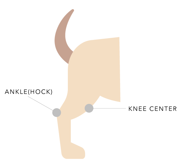 Illustration of dog's rear right leg with hock and knee center identified