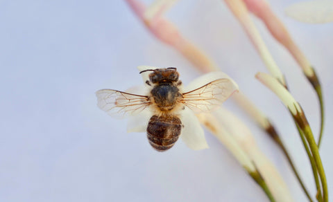 Honeybee resting on a jasmine flower.