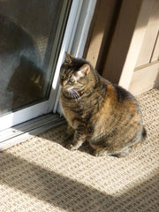 Ginger on the porch