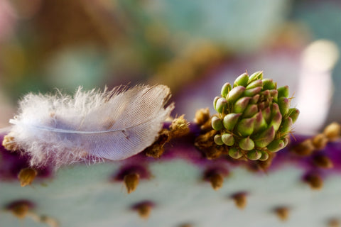 Optuntia buds and a bird feather