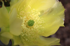 Opuntia prickly pear flower