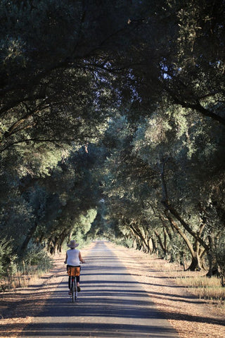 bike ride under the trees