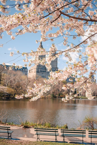 new york city central park cherry blossoms