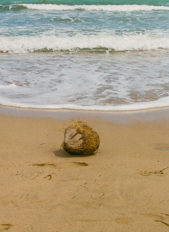 coconut on the beach puerto rico