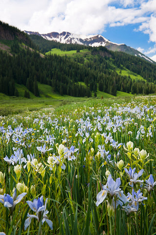 crested butte wildflowers colorado