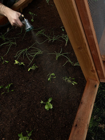 watering the garden