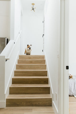 staircase with dog