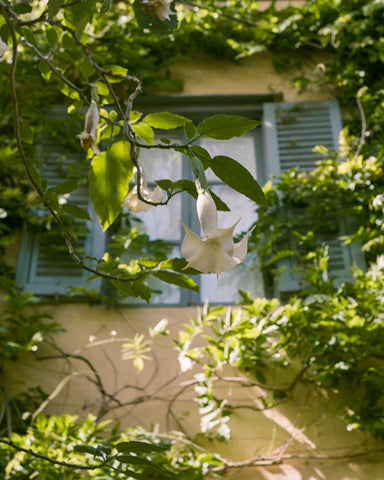 flowers with window mimi calpe tangier morocco