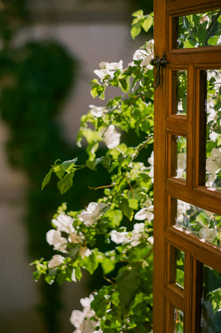 flowers in window in marrakech morocco el fenn