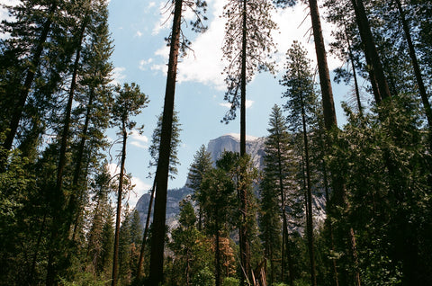 half dome with trees