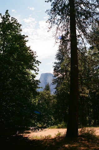 half dome with trees