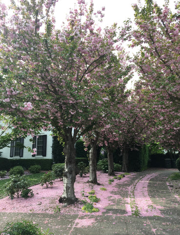 cherry blossom street