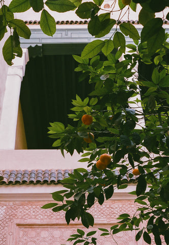 orange trees at el fenn marrakech morocco