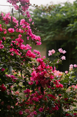 mimi calpe pink flowers tangier morocco