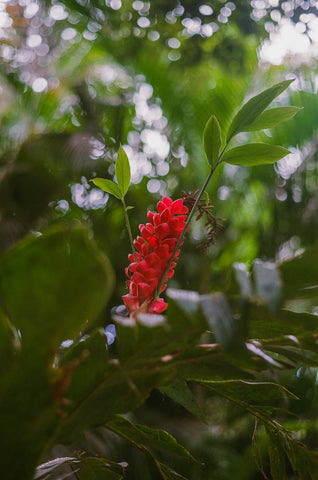 red flower puerto rico st regis hotel