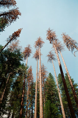 tall trees in yosemite