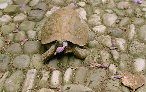 turtle mimi calpe tangier morocco