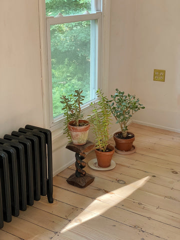 plants in front of window