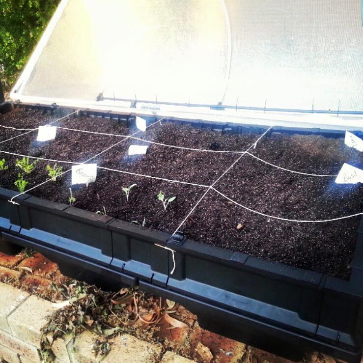 How To Build A Square Foot Garden In The Vegepod Vegepod Australia