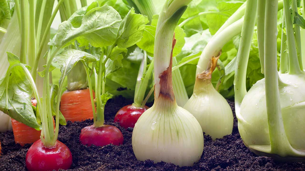 Существует ли овощи. Пестициды в овощах. Нитраты в овощах. Нитраты в овощах картинки. Органические продукты польза.