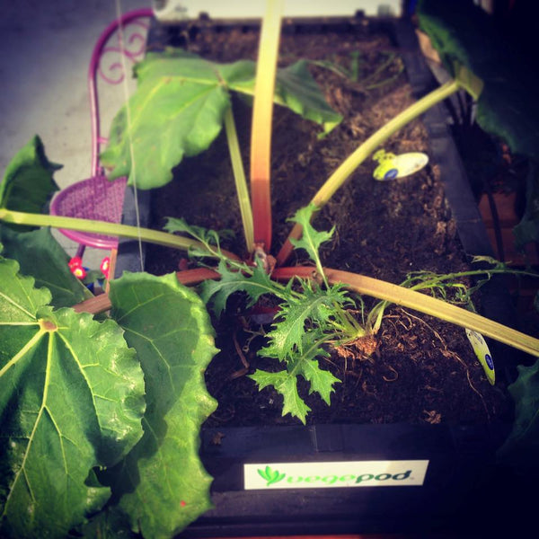 rhubarb in a raised garden bed