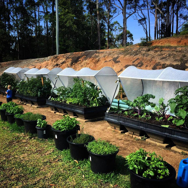 vegepods in the sun