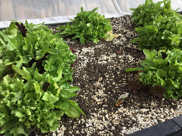 raised garden bed with plants growing