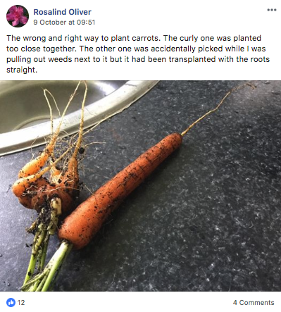 carrots from raised garden bed