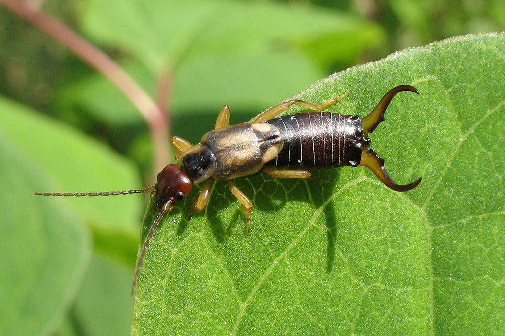 earwigs