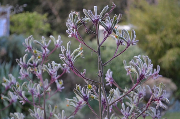 kangaroo paw, angus stewart, vegepod