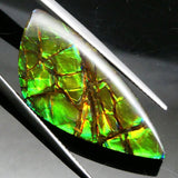 Skyjems Ammolite