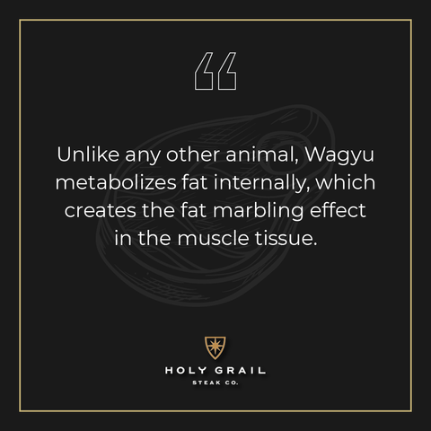 Unlike any other animal, Wagyu metabolizes fat internally, which creates the fat marbling effect in the muscle tissue.