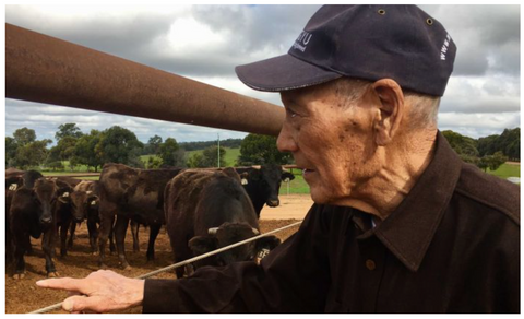 Shogo Takeda with Japanese Black cattle