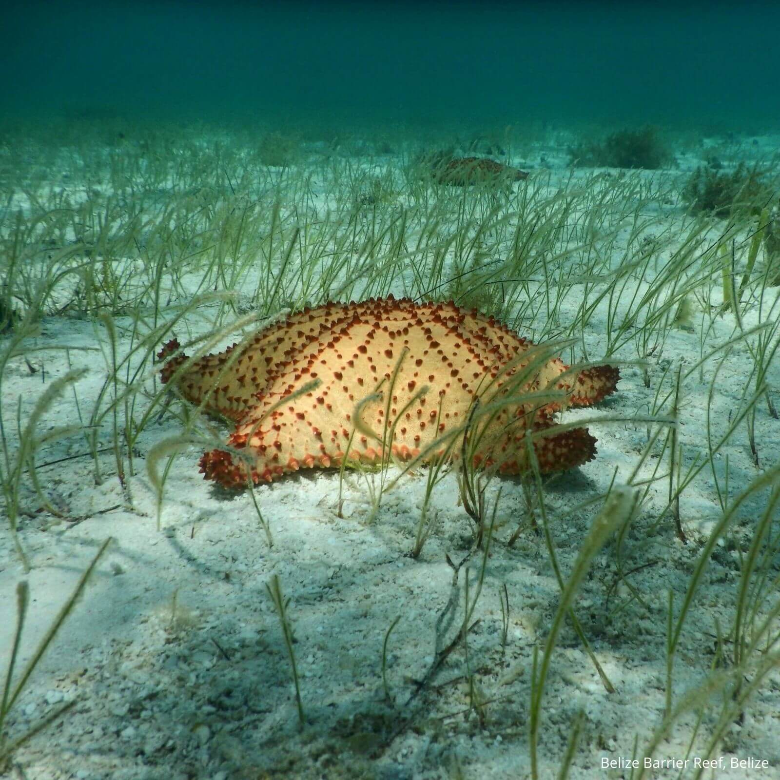 belize coral reef location