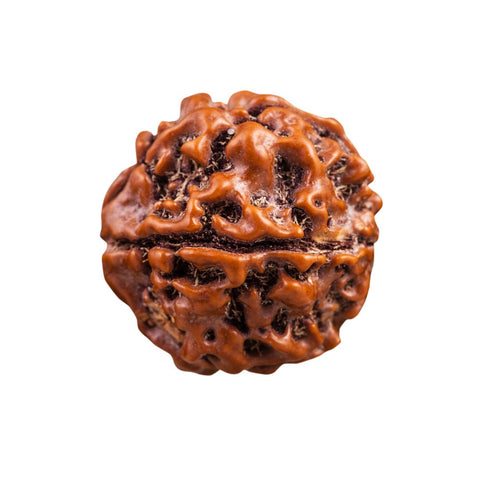 Rudraksha